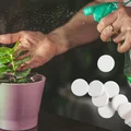 Aspiryna dla roślin? Spryskaj tym liście, a będą odporne na wszystko!
