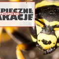 Pszczoły, osy, szerszenie – pierwsza pomoc przy użądleniach