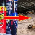 INWAZJA LATAJĄCYCH MRÓWEK – jak z nimi walczyć?