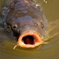 Ile w tym roku kosztuje karp? Zaskakująca informacja dla konsumentów!