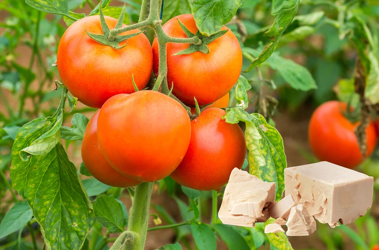 Pomidory będą rosły jak szalone!  Naturalny nawóz z 3 składników za 2 złote!