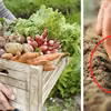 Jak mieć większe zbiory bez powiększania grządek? 3 triki