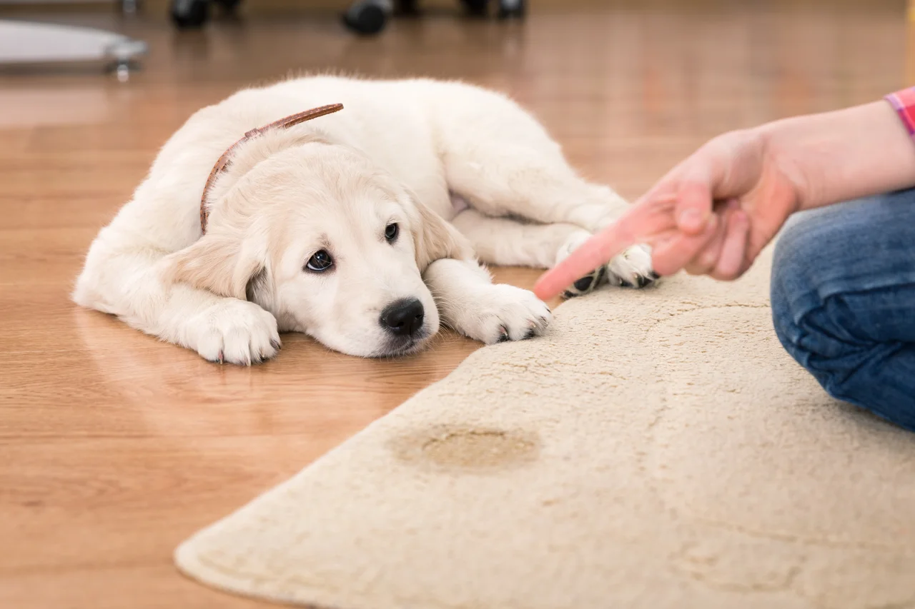 Co zrobić jak pies nabrudzi na dywan?