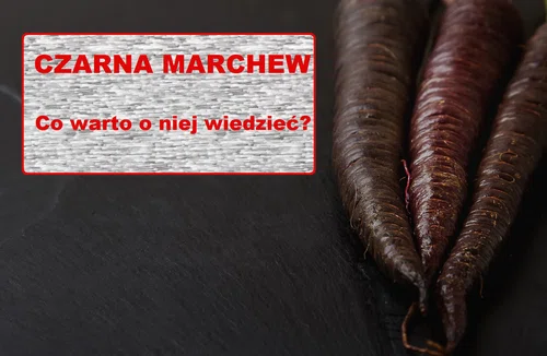 CZARNA MARCHEWKA – czy warto ją spożywać?