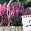 Kartka z kalendarza: 25 września - imieniny, gwiazdy, nietypowe święta! Odkryj sekrety tego dnia!