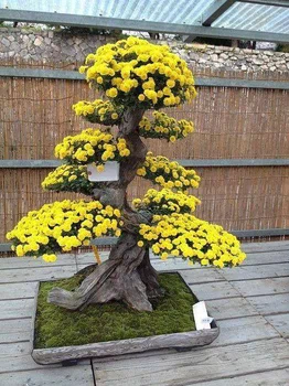 Bonsai