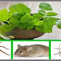 Trzymaj tą roślinę w domu, a odstraszysz pająki i inne insekty!