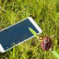 Nie, telefony NIE przyciągają kleszczy! Sprawdź, co naprawdę je przyciąga