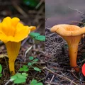 Te 2 grzyby są niemal identyczne! Uważaj, bo jeden z nich niesie spore zagrożenie