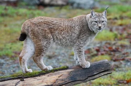 Międzynarodowy Dzień Rysia: Ochrona i Znaczenie Rysi w Polsce i na Świecie