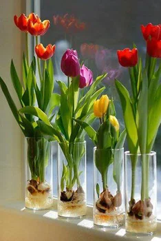 Wiosennie - wyhoduj sobie tulipany