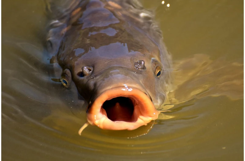 Ile w tym roku kosztuje karp? Zaskakująca informacja dla konsumentów!