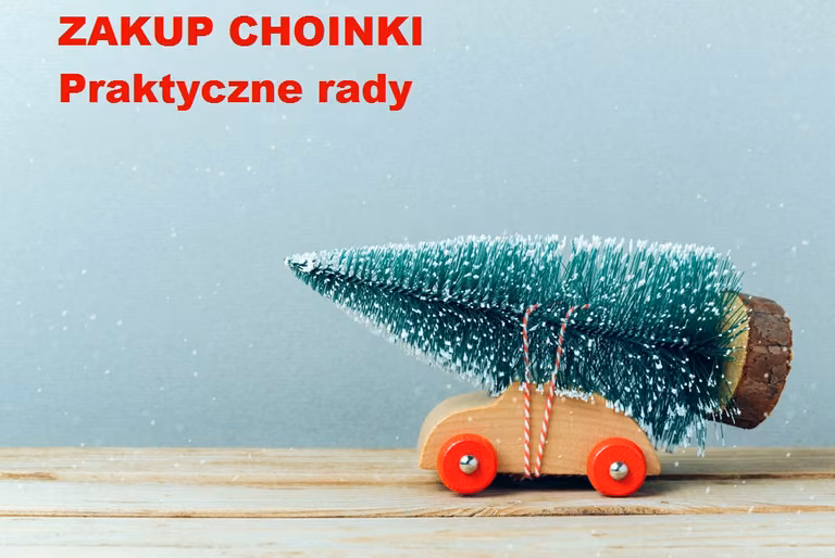 Chcesz kupić ŻYWĄ CHOINKĘ? Wybierz mądrze.