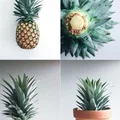 ananas w doniczce