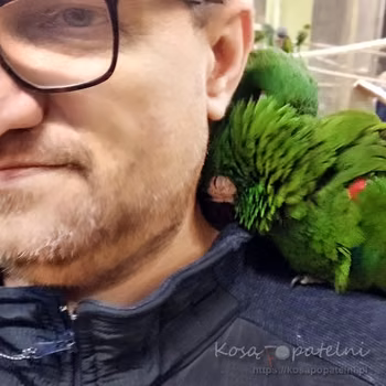 Papugarnia – sposób na miłą niedzielę