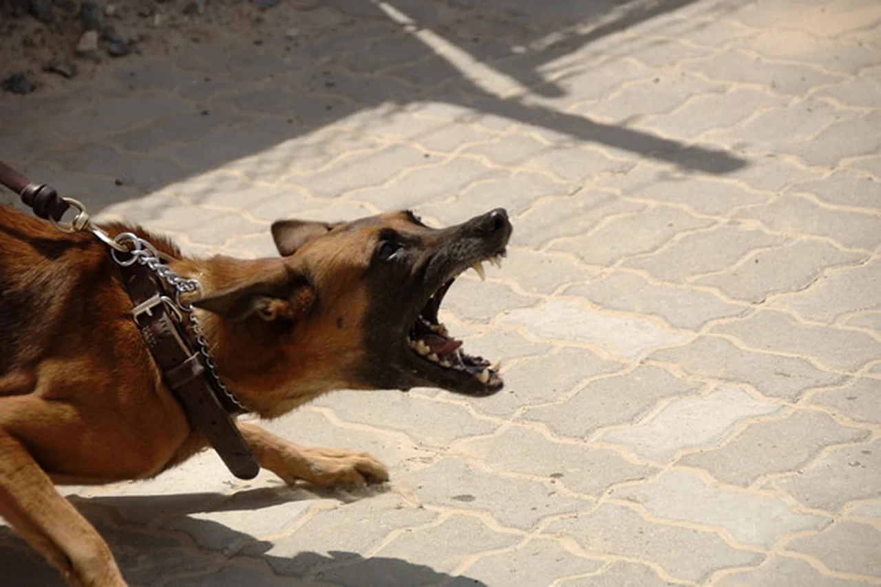 Agresywne psy – jak uniknąć pogryzienia, gdy atakuje pies.