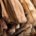 Dzień Bez Futra: Dlaczego warto zrezygnować z futer naturalnych?