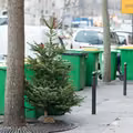 Co zrobić z choinką po świętach? Jest kilka możliwości!