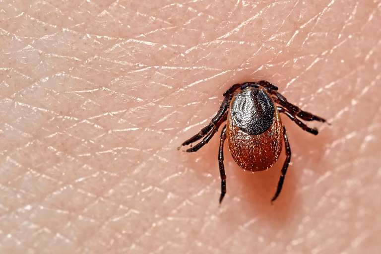 Nowa odmiana kleszcza! Uważaj, jest bardzo niebezpieczny