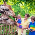 JAK ZROBIĆ lepsze zdjęcia w ZOO?