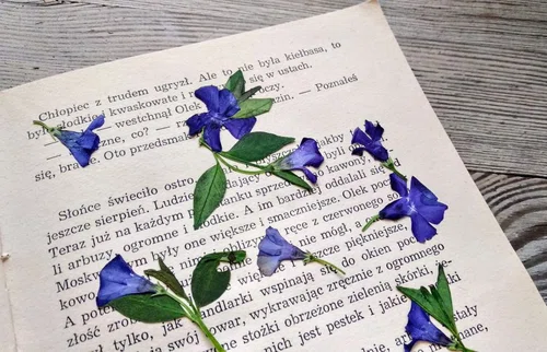 Suszenie kwiatów w mikrofalówce i starymi sposobami