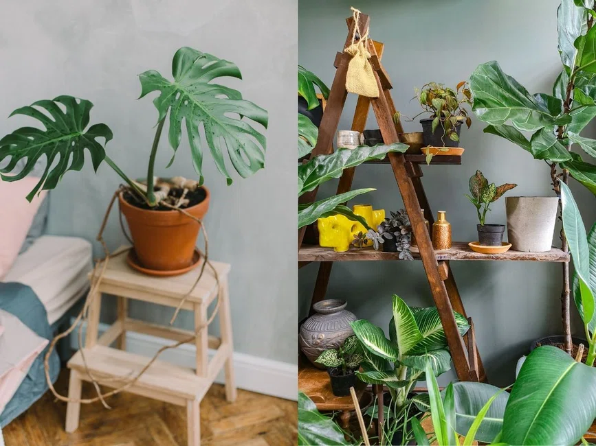 Stwórz dżunglę w swoim domu. Przedstawiamy najlepsze egzotyczne rośliny