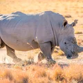 Światowy Dzień Nosorożca: Ochrona Jednego z Najbardziej Zagrożonych Gatunków na Świecie