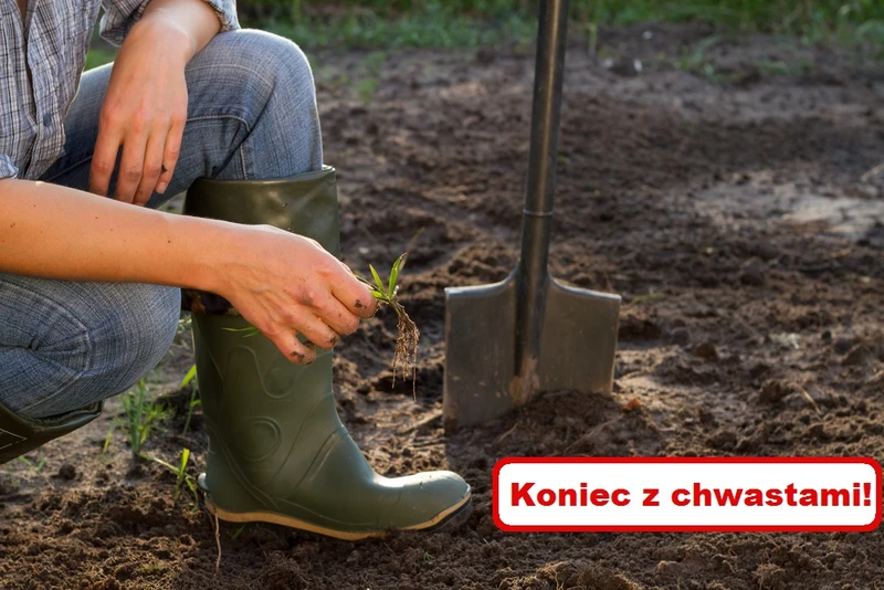 Pozbądź się CHWASTÓW bez użycia mocnej chemii!