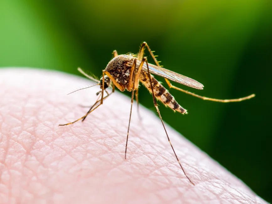 Czy komary mogą przenosić koronawirusa?