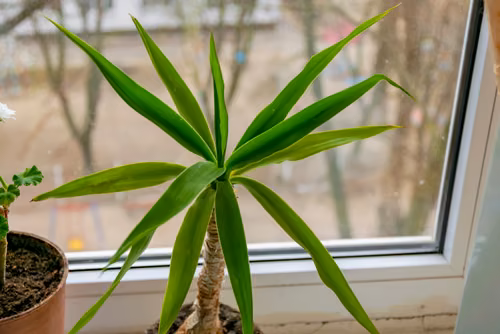 Dracena w domu? Uważaj, może być bardzo trująca!