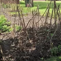 Dynie na wigwamach :)