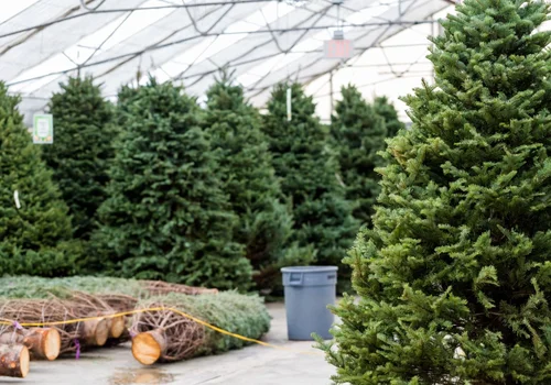 Ceny choinek 2024: Przygotuj się na większy wydatek!