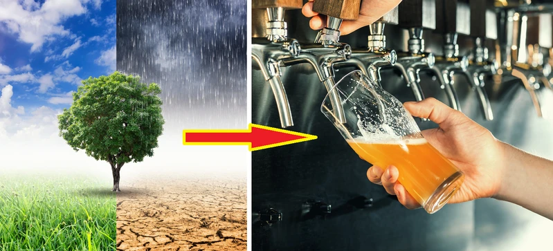 Zmiany klimatu wpłyną na ceny piwa – będzie dużo drożej!