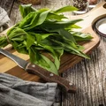 Pesto z czosnku niedźwiedziego- jak je zrobić i dlaczego warto je jeść?