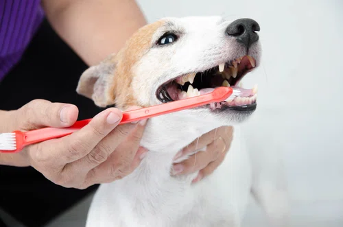 Jak skutecznie wyczyścić psu zęby?