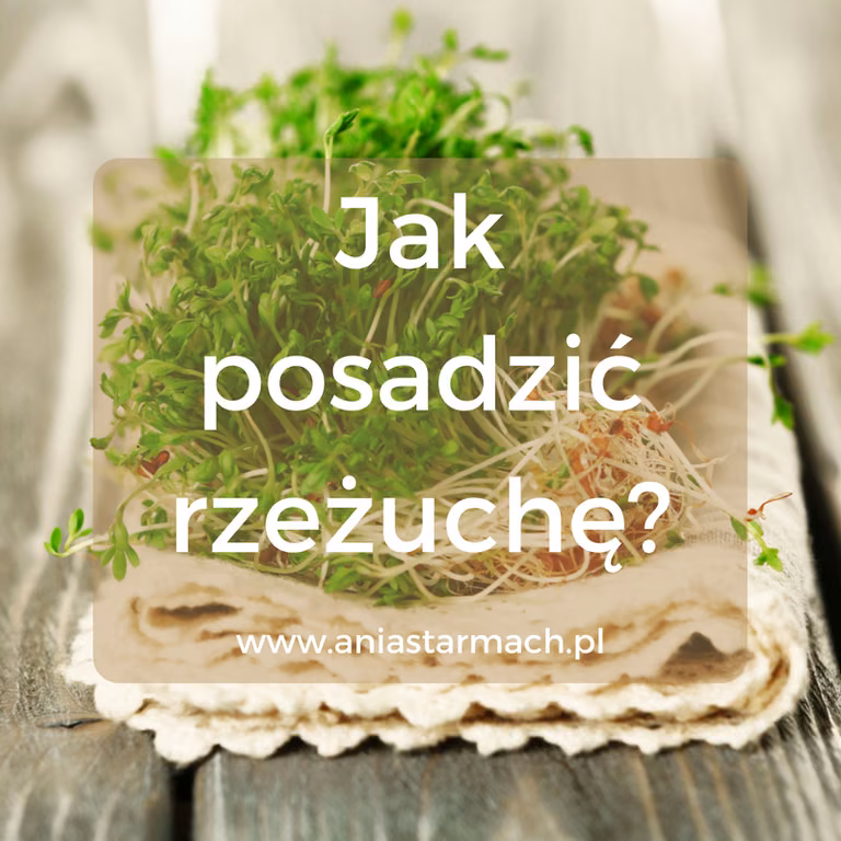 Jak posadzić rzeżuchę? Najlepszy sposób na sadzenie!