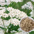 Większość myśli, że to chwast! Ta roślina uratuje Cię przed wieloma dolegliwościami!