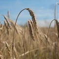 Kartka z kalendarza: 14 sierpnia - imieniny, gwiazdy, nietypowe święta! Odkryj sekrety tego dnia!