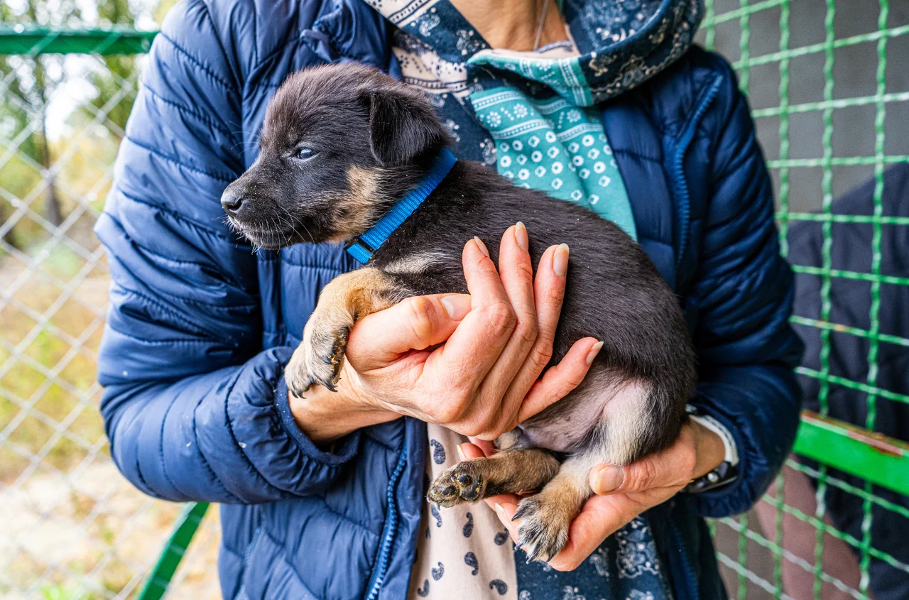 Nowy obowiązek dla właścicieli psów przesądzony. Rząd przyjął przełomową ustawę!