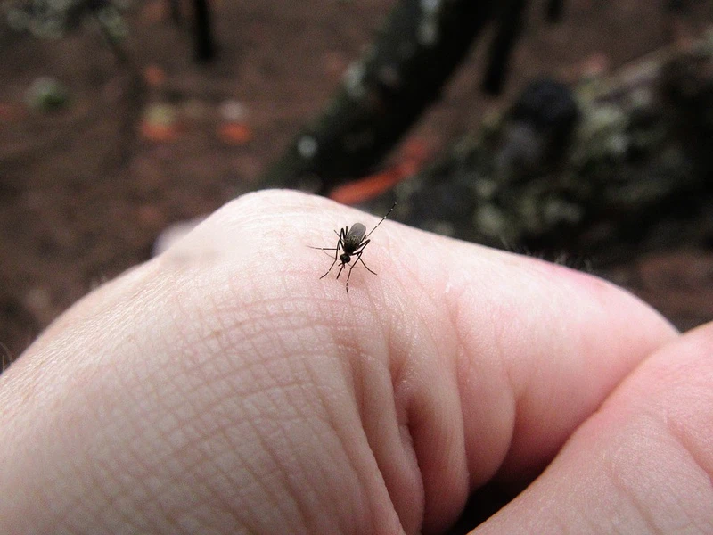 11 sposobów na ugryzienia komara i jeden na ich uniknięcie.