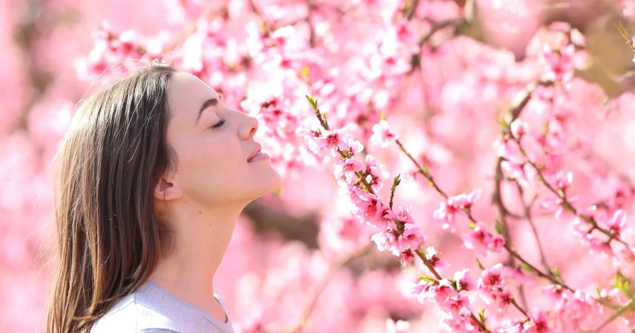 Tesori d’Oriente Ikigai - zapach codziennej harmonii