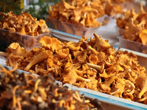 Zaskakujące ceny grzybów w 2023! Ile zapłacimy za grzyby na targowiskach?