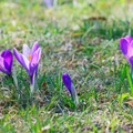 Kłopoty z prawem za zdjęcie z krokusami?! Tych roślin pod żadnym pozorem nie zrywaj w lesie (LISTA)!