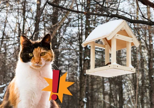 Ukryty wróg przy karmniku! Jak nieświadomie narażasz ptaki na śmierć?