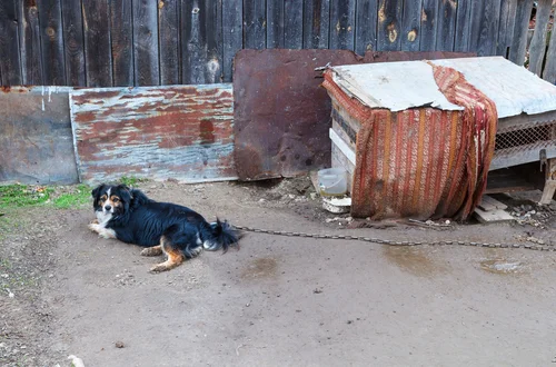 PILNE: Hodowla zwierząt na futra i trzymanie psów na łańcuchach - jest oficjalna decyzja Karola Nawrockiego