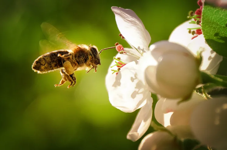 Zdjęcie Odkryj sekrety ogrodu idealnego dla alergika! Te rośliny mogą uratować Cię przed alergią! #1