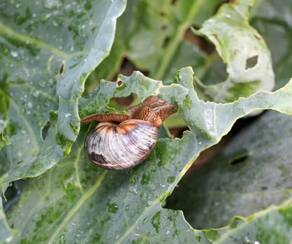 Jak odstraszyć ślimaki i inne małe szkodniki z ogrodu? 6 skutecznych i ekologicznych sposobów!