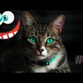 Śmieszne koty i psy zabawne zwierzęta Padniesz ze śmiechu funny #9