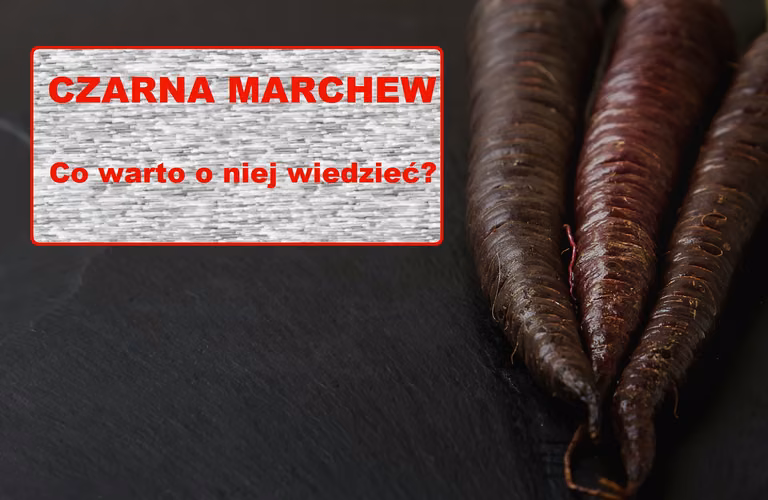 CZARNA MARCHEWKA – czy warto ją spożywać?