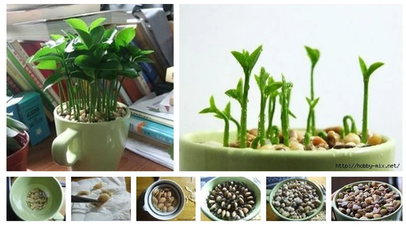 Hodowla grejpfruta w kubku